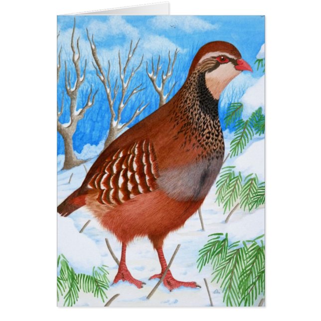 赤脚のヤマウズラ (正面)