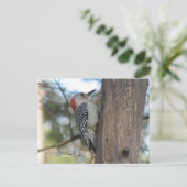 赤腹の女性はがき ポストカード (スタンド正面)