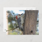 赤腹の女性はがき ポストカード (正面/裏面)