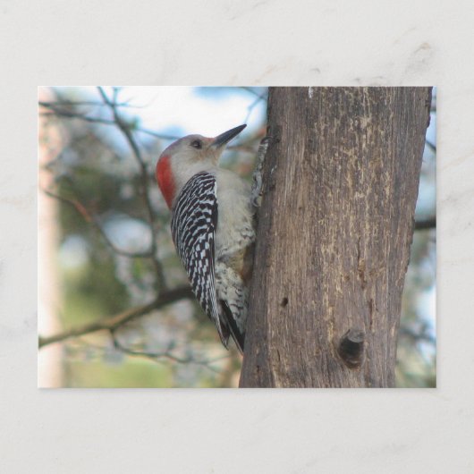 赤腹の女性はがき ポストカード (正面)