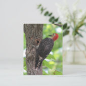 赤腹の食べ物のたまりはがき ポストカード (スタンド正面)