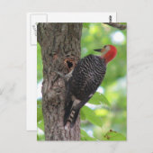 赤腹の食べ物のたまりはがき ポストカード (正面/裏面)