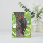 赤腹舌はがき ポストカード (スタンド正面)