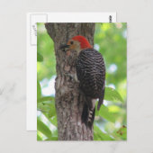 赤腹舌はがき ポストカード (正面/裏面)