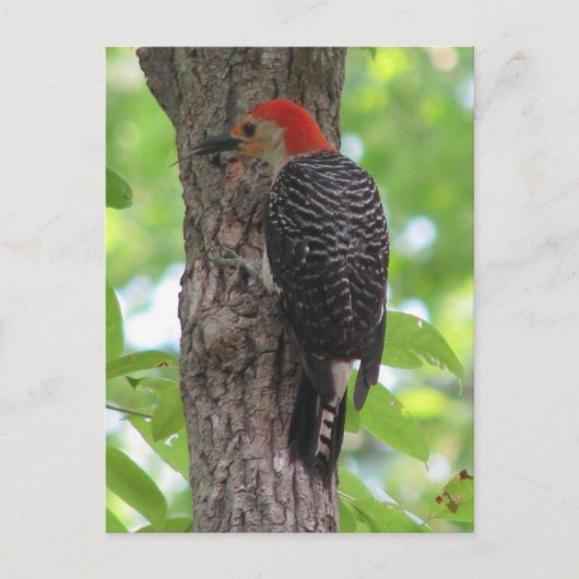 赤腹舌はがき ポストカード (正面)