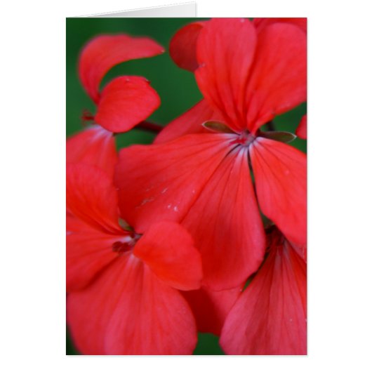赤花びら (正面)