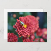 赤花自然撮影甲虫虫 ポストカード (正面/裏面)