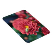 赤花自然撮影甲虫虫 マグネット (右側)