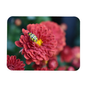 赤花自然撮影甲虫虫 マグネット