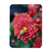 赤花自然撮影甲虫虫 マグネット (縦)