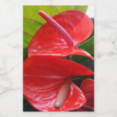 赤花食品容器ラベル フードラベル (シングルラベル)