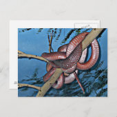 赤茶色のコイル状の有毒ヘビ ポストカード (正面/裏面)
