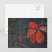 赤葉い葉書 ポストカード (正面/裏面)