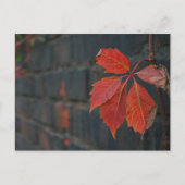 赤葉い葉書 ポストカード (正面)