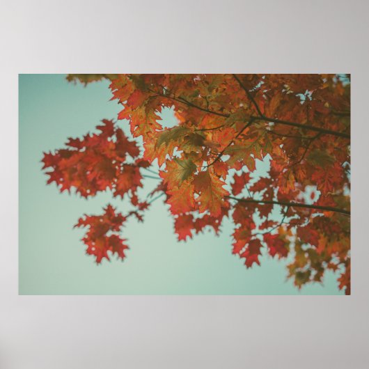 赤葉の木 ポスター (正面)