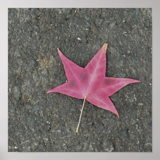 赤葉写真ポスター ポスター (正面)