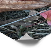 赤葉写真ポスター ポスター (角)