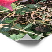 赤葉写真ポスター ポスター (角)