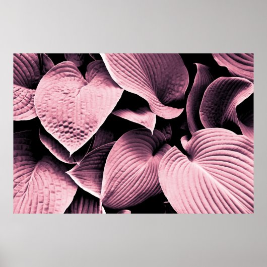 赤葉植物 ポスター (正面)