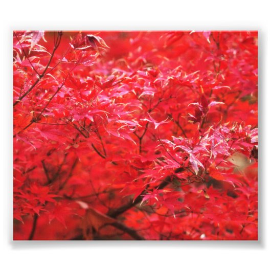 赤葉総のまわりに額 フォトプリント            (正面)