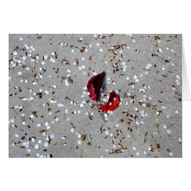 赤葉色花びら (正面横)