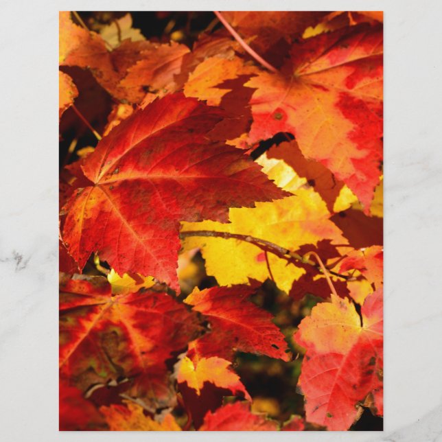 赤葉黄葉色紅葉 (正面)