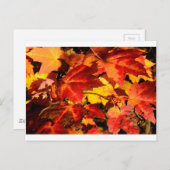 赤葉黄葉色紅葉 ポストカード (正面/裏面)