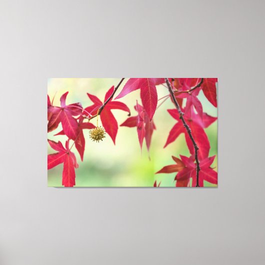 赤葉 キャンバスプリント (正面)