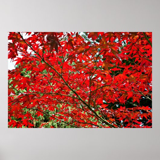 赤葉 ポスター (正面)