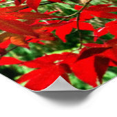 赤葉 ポスター (角)