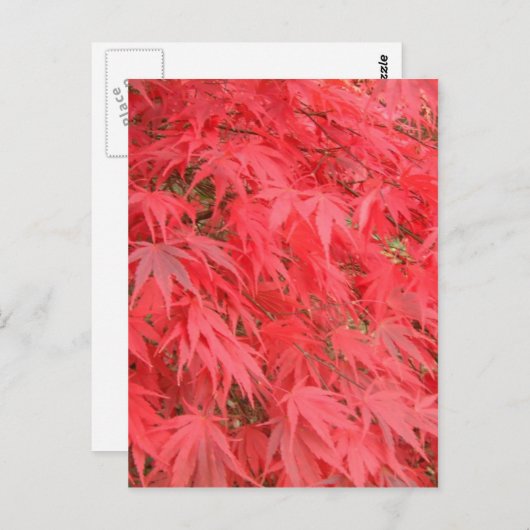 赤葉 ポストカード (正面/裏面)