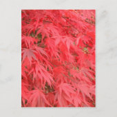 赤葉 ポストカード (正面)