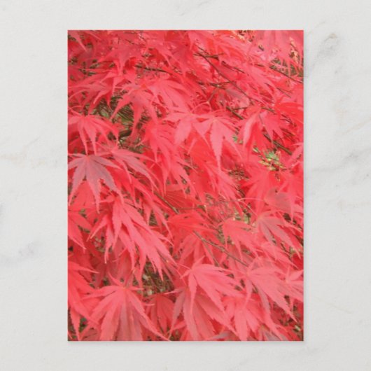 赤葉 ポストカード (正面)