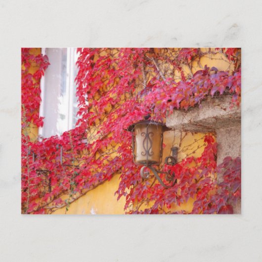 赤葉 ポストカード (正面)