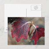 赤葉 ポストカード (正面/裏面)