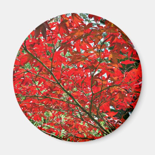 赤葉 マグネット (正面)