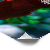 赤虹彩花完全ポスター ポスター (コーナー)