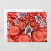 赤血球の概念図2 ポストカード (正面/裏面)