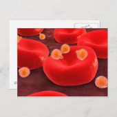 赤血球内のマラリア原虫 ポストカード (正面/裏面)