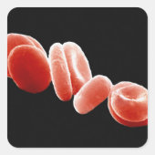 赤血球 スクエアシール (正面)