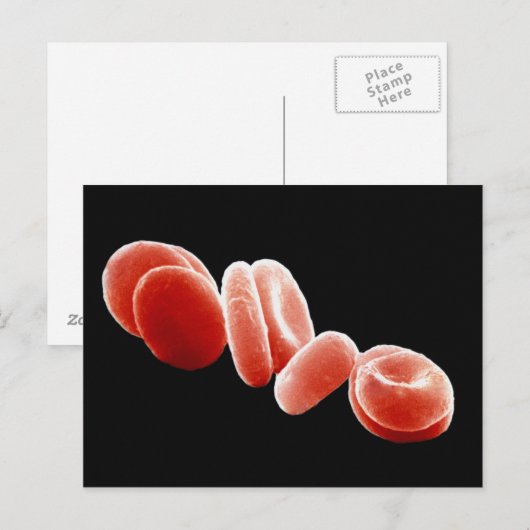 赤血球 ポストカード (正面/裏面)