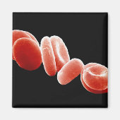 赤血球 マグネット (正面)