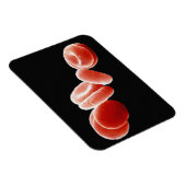 赤血球 マグネット (右側)