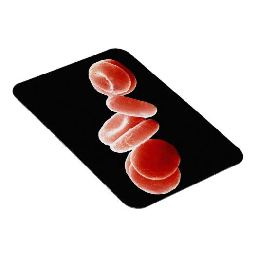 赤血球 マグネット (右側)