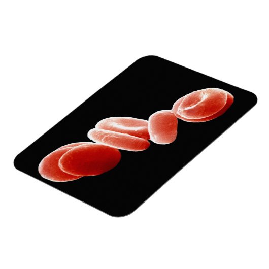 赤血球 マグネット (左側)