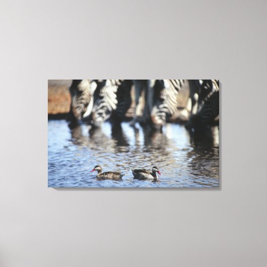 赤褐色ティール（緑がかった色）(Anas erythorhyncha)ペア キャンバスプリント (正面)