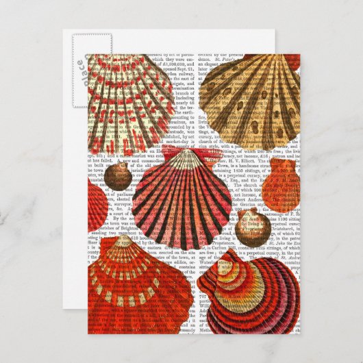 赤貝 ポストカード (正面/裏面)