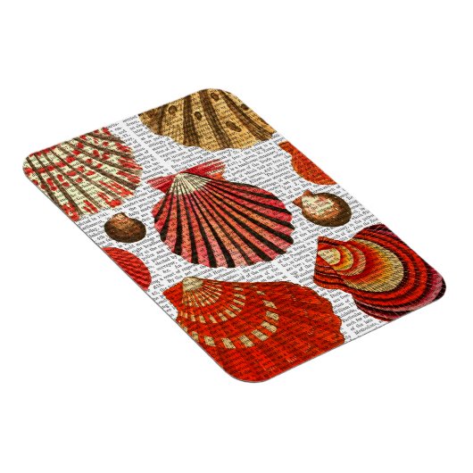 赤貝 マグネット (右側)