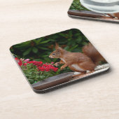 赤赤と白い花の茂みリス コースター (左側)