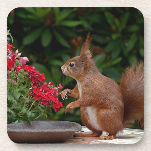 赤赤と白い花の茂みリス コースター (正面)